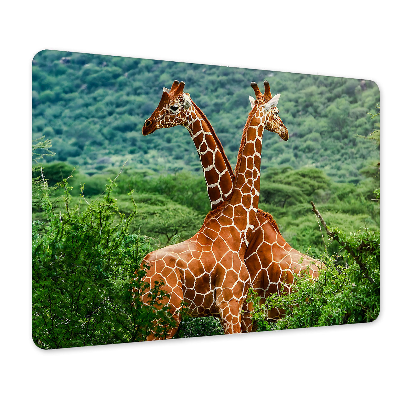 2c9557b8171fcfcdeb08a67640671dc7