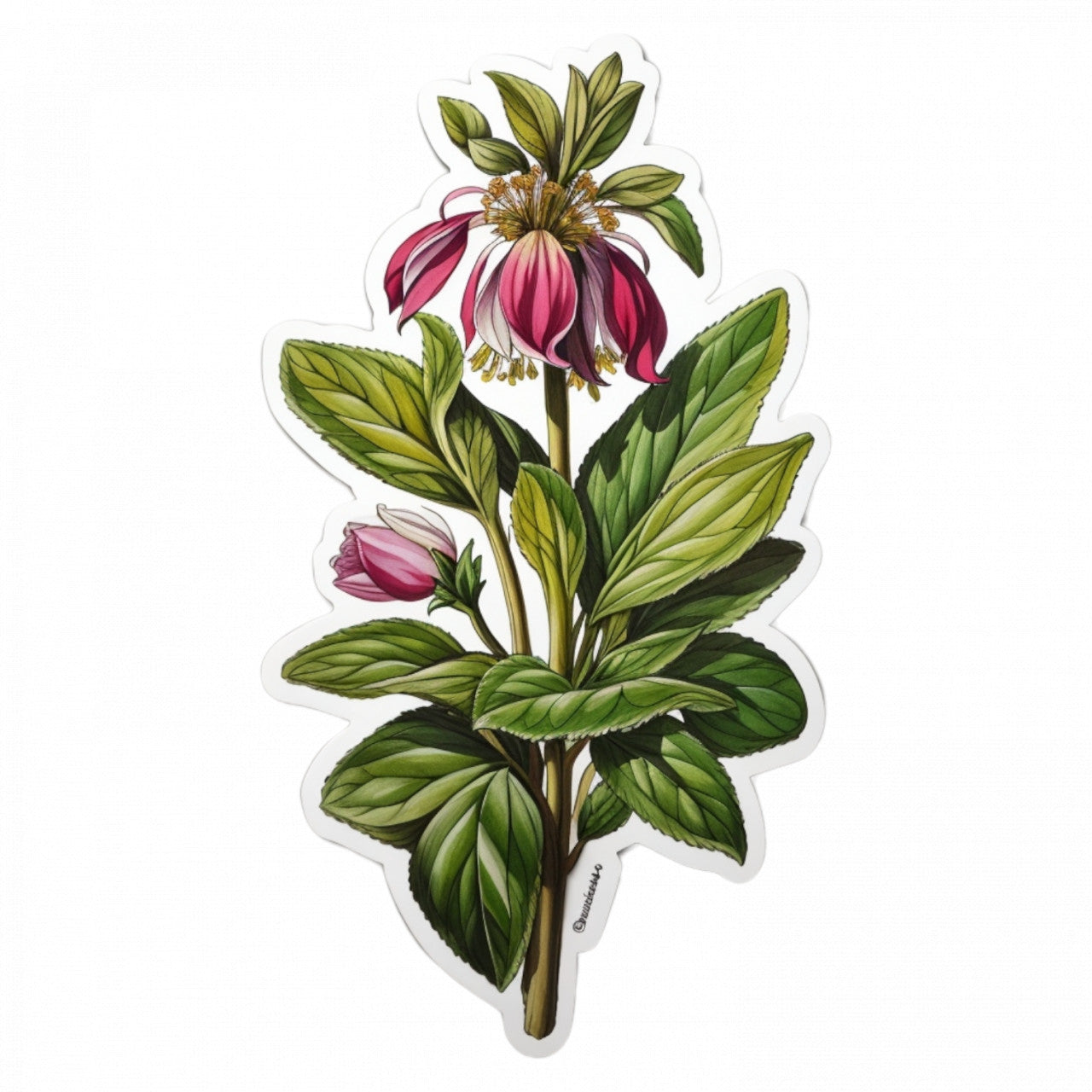 Set 2 bucati, Sticker decorativ, Tataneasa planta medicinala, Rezistent la apa, NO5105, 16 cm, Multicolor