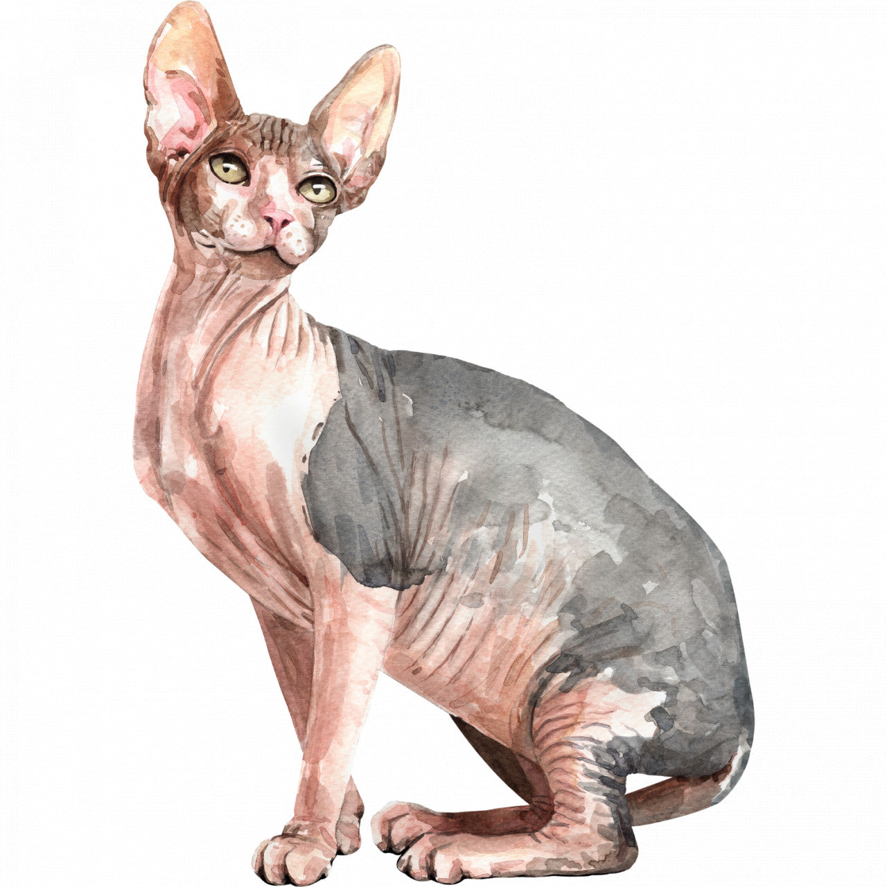 Set 4 bucati, Sticker decorativ, Pisica fara par si urechi lungi, Rezistent la apa, NO10217, 10 cm, Multicolor