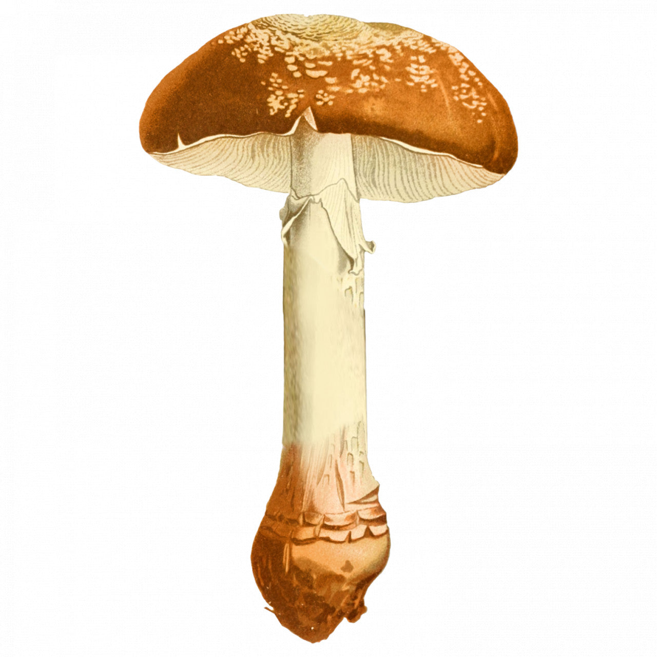 Set 5 bucati, Sticker decorativ, Ciuperca uriasa, Rezistent la apa, NO8838, 6 cm, Multicolor