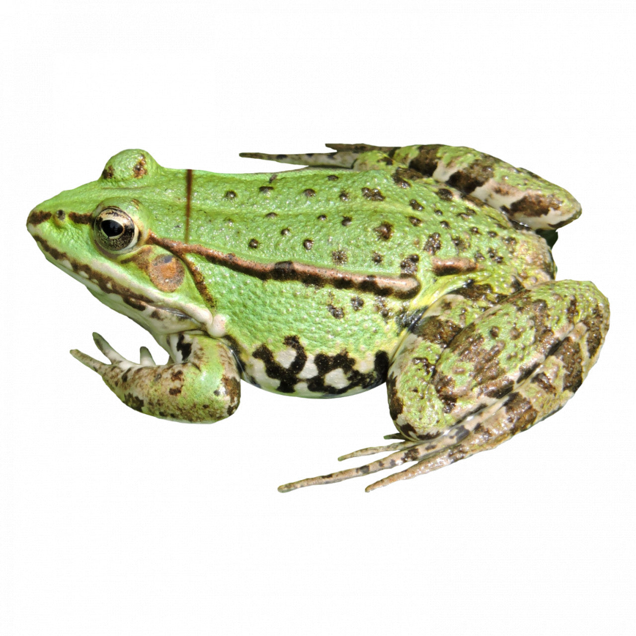 Set 5 bucati, Sticker decorativ, Doppio Frog Meme, Rezistent la apa, NO9084, 6 cm, Multicolor