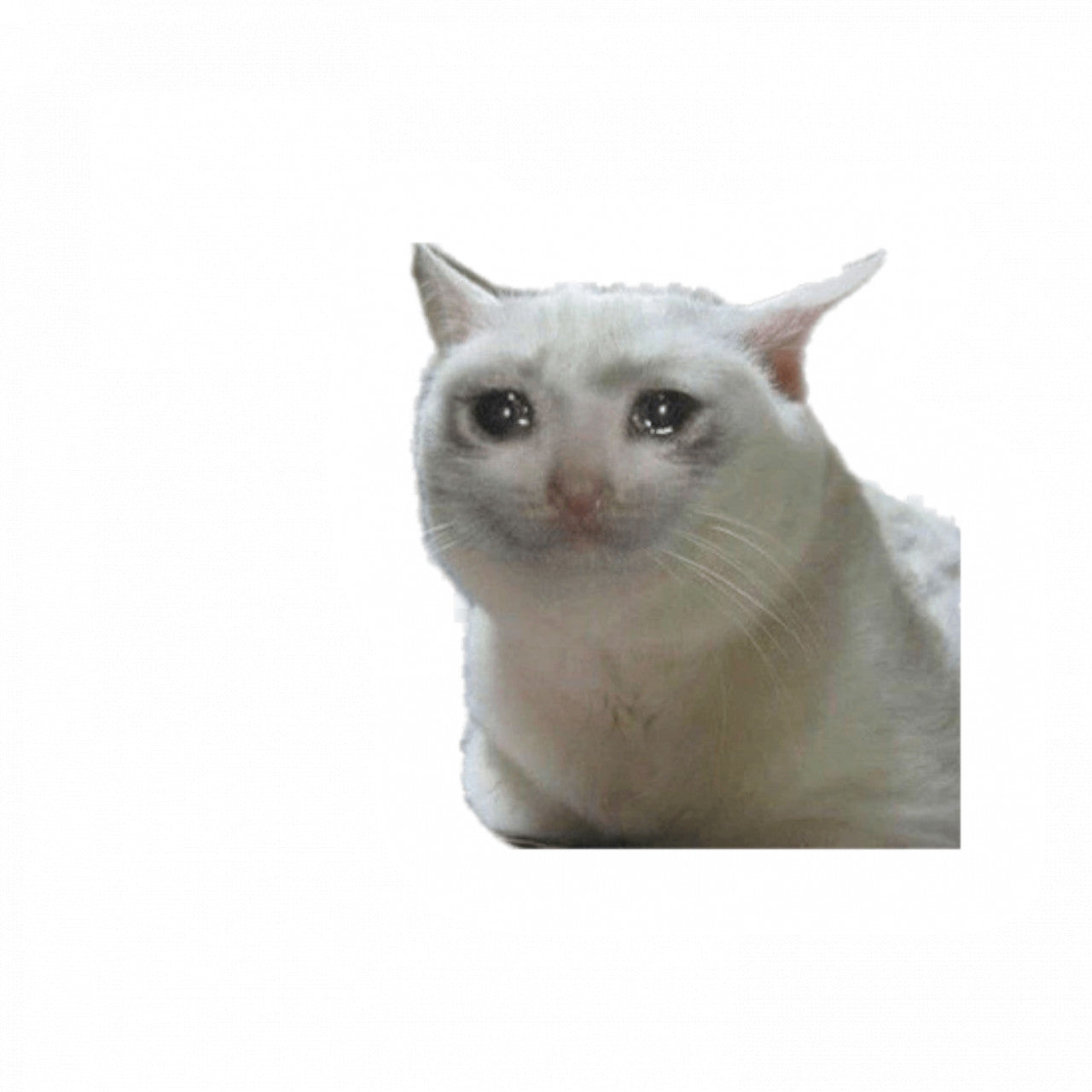 Set 5 bucati, Sticker decorativ, Meme Pisica plangacioasa, Rezistent la apa, NO10055, 6 cm, Multicolor