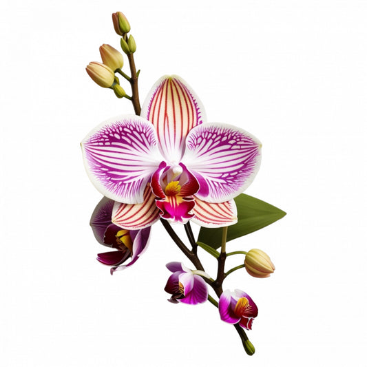 Set 3 bucati, Sticker decorativ, Floare de orhidee, Rezistent la apa, NO985, 6 cm, Multicolor