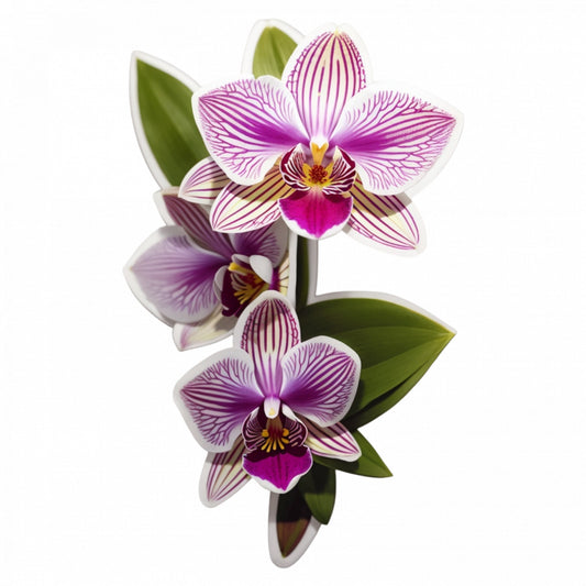 Set 3 bucati, Sticker decorativ, Orhidee zygopetalum, Rezistent la apa, NO1419, 6 cm, Multicolor
