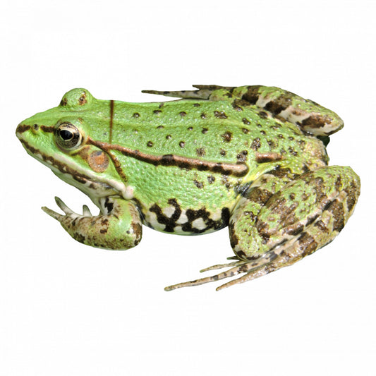 Set 4 bucati, Sticker decorativ, Doppio Frog Meme, Rezistent la apa, NO9084, 10 cm, Multicolor